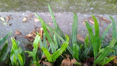 Lepisorus monilisorus