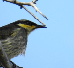 Gavicalis fasciogularis
