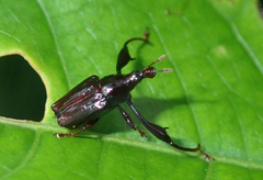 Euscelus longimanus