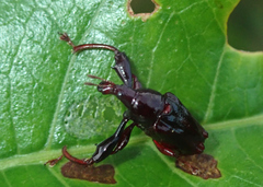 Euscelus longimanus