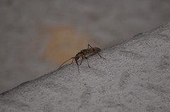 Brothylus gemmulatus