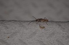 Brothylus gemmulatus