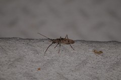 Brothylus gemmulatus