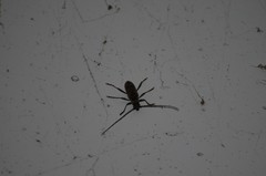 Brothylus gemmulatus