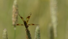 Perithemis tenera