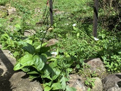 Echinodorus grandiflorus