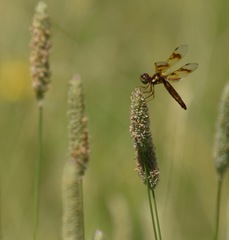 Perithemis tenera