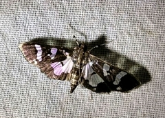 Desmia bajulalis