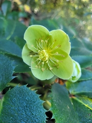 Helleborus lividus