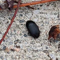 Gondwanocrypticus platensis