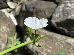 Echinodorus grandiflorus