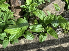 Echinodorus grandiflorus