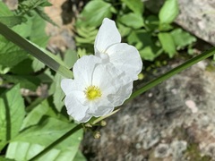Echinodorus grandiflorus