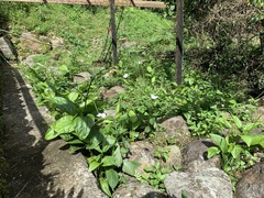 Echinodorus grandiflorus