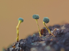 Mycosylva setosa