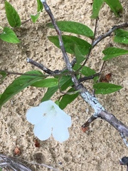 Stylisma humistrata