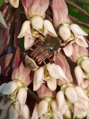 Trichiotinus piger