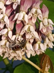 Trichiotinus piger