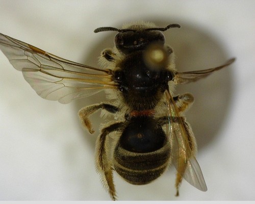 iNaturalist observation photo of Lasioglossum