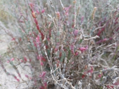 Salicornia blackiana