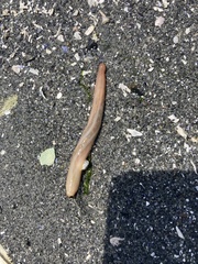 Leptosynapta clarki