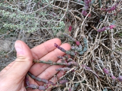 Salicornia blackiana