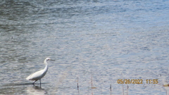 Egretta thula