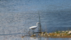 Egretta thula