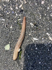 Leptosynapta clarki