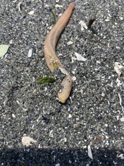 Leptosynapta clarki