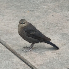 Euphagus