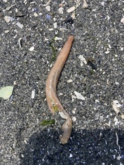Leptosynapta clarki