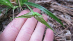 Carex backii