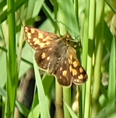Carterocephalus skada