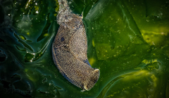 Aglaja ocelligera