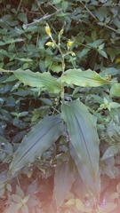 Aneilema aequinoctiale