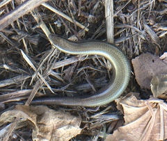 Ablepharus kitaibelii