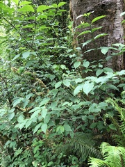 Euonymus occidentalis