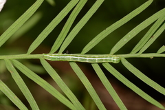 Cutina distincta