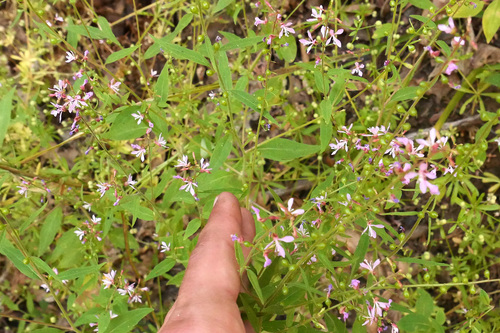 Mountain clarkia (Clarkia heterandra)