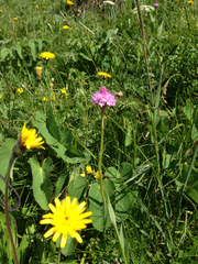 Traunsteinera globosa