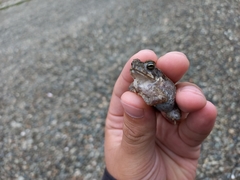 Rhinella horribilis