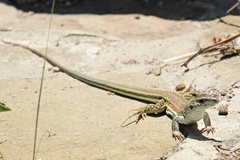 Aspidoscelis mexicanus