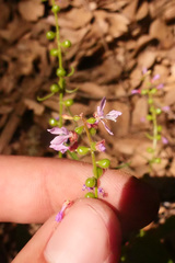 Clarkia heterandra