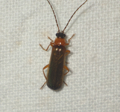 Rhagonycha lutea