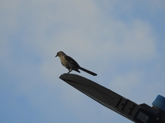 Mimus polyglottos image