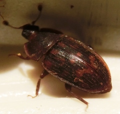 Phenolia grossa