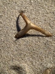 Chilomycterus schoepfii