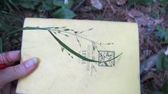 Poa alsodes