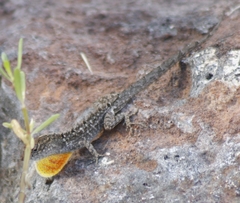 Anolis sagrei